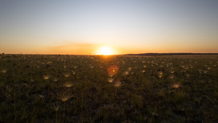 field of flowers at sunset with full moon, Campo dos Chuveirinhos, Alto Paraiso de Goias, Brazil, panepalan, cerrado