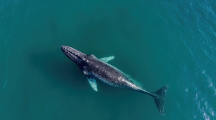 Fototapeta premium Gray whale swims in ocean near Baja California coastline. Drone top view of whale in clear blue water. Whale breaches ocean surface in sunny day. Large marine mammal glides through Pacific Ocean.