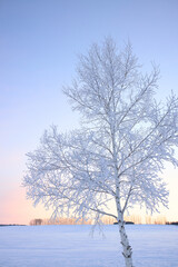 Fototapeta premium 霧氷