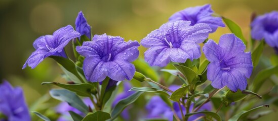 Purple Ruellia Tuberosa Flower In Nature Garden