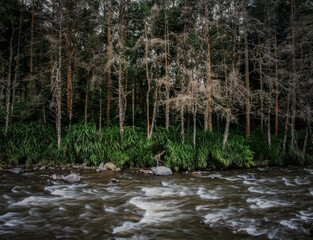 River in the woods