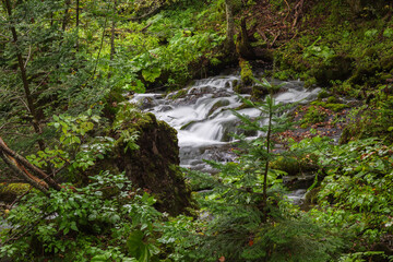 Mountain Stream in Hokkaido