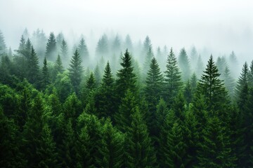 Foggy forest with dense green fir trees. Misty atmosphere surrounds the evergreen trees. Gloomy weather creates a mysterious and breathtaking view of the forest. Plants is wet and outdoors.