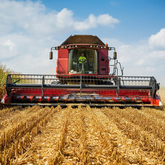 Obraz premium A giant combine harvests in a corn field. Agriculture industry and harvesting concept.