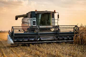 Fototapeta premium A giant combine harvests in a corn field. Agriculture industry and harvesting concept.