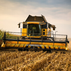 Fototapeta premium A giant combine harvests in a corn field. Agriculture industry and harvesting concept.