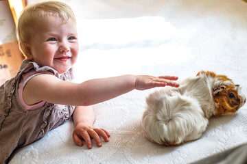 Young child joyfully interacting with a guinea pig on a sunny day indoors