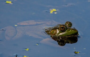 Bullfrog in the water