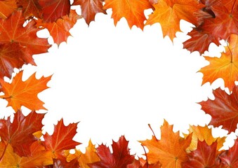 Fototapeta premium Beautiful autumnal background showcasing colorful maple leaves.