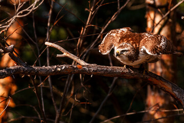 Female juvenile Red-tailed hawk (Buteo jamaicensis) about to take flight.