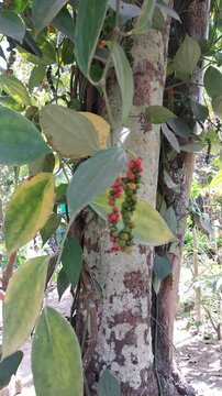 pepper (Piper nigrum) plant in Indonesia, known as lada, is one of Indonesia's main agricultural products