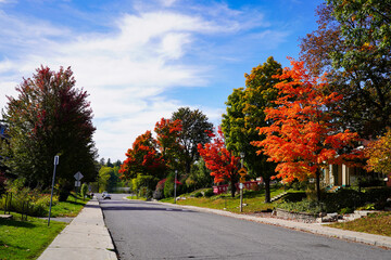 Naklejka premium Fall season lights up Ottawa's suburban communities in a burst of colour, of red,orange and yellow seen here near Dows Lake in central Ottawa,Ontario,Canada 