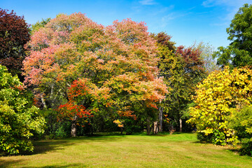 Naklejka premium Autumn brings the colours of the fall, ranging from red,orange to yellow seen here in the picturesque Dominion Arboretum gardens in Ottawa,Ontario,Canada 