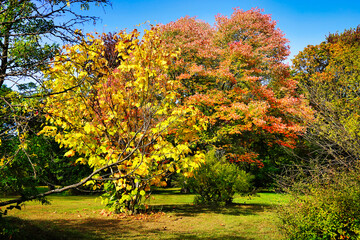 Naklejka premium Canadian Autumn and Fall colours, ranging from red,orange to yellow seen here in the picturesque Dominion Arboretum gardens in Ottawa,Ontario,Canada 