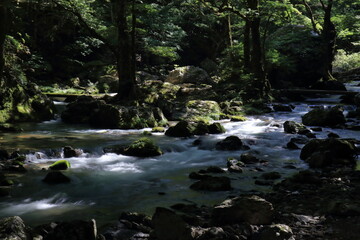 Obraz premium 小田深山渓谷 清流に差し込む木漏れ日 夏 (愛媛県）