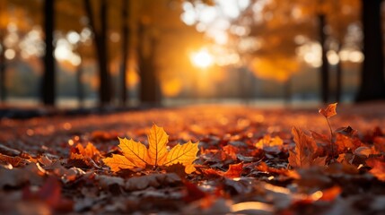Autumn forest maple leaves fall on ground, background wallpaper