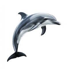 Obraz premium Sharp and high-resolution image of a dolphin, isolated on white, capturing every detail of its sleek form