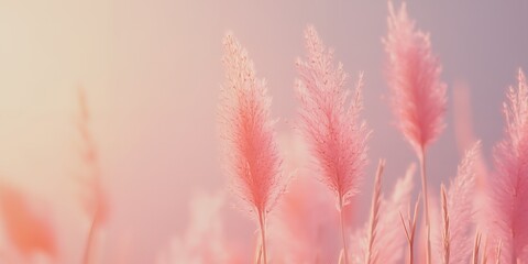 Pink feathery plants in soft light, dreamy and delicate nature scene