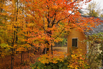 Magical transformation of verdant green forests into a riot of auburn,scarlet,orange,red and brown shades as Fall and Autumn season sets in the forests of  Gatineau Park,Quebec,Canada