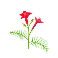 Beautifull red wild flower illustration