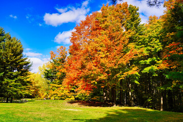 Naklejka premium Stunning range of fall colours from orange to yellow lend a painting like quality to the woods and hiking trails inside the beautiful Gatineau Park,Quebec,Canada