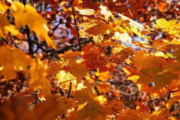 Yellow maple leaves signify the change of seasons and circle of life as greens are replaced with earth shades of brown and yellow in the forests of Canada seen here at Gatineau Park,Quebec,Canada