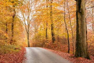 Autumn, season and trees with leaves in park, field or garden for outdoor landscape environment. Nature, Marselisborg forest and golden plants for fall weather in woods at countryside in Denmark.
