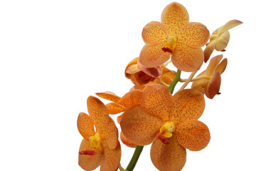 Yellow orchid flower blooming with branches isolated on transparent background. Decorative design element. © angei535