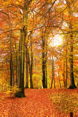 Autumn, nature and trees with plants in park, field or garden for outdoor landscape environment. Weather, Marselisborg forest and golden leaves for fall season in woods at countryside in Denmark.