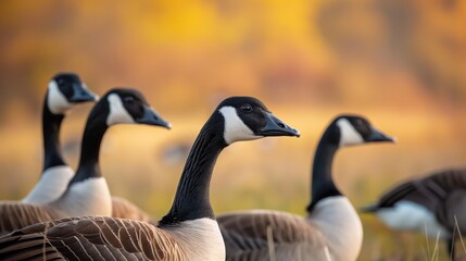 Obraz premium Close-up of Canadian geese in a green field. Brown feathers, beaks, and necks of the geese are in focus. Blurred grass and background emphasize the birds.