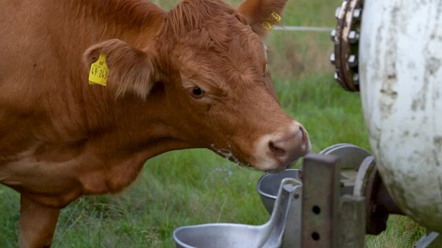 Funny Cow drinking water	
