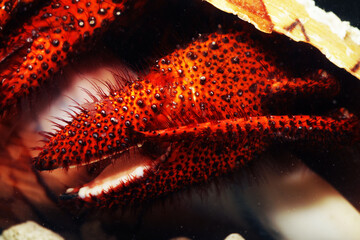 Giant or Spotted hermit crab (Dardanus megistos) claw close up