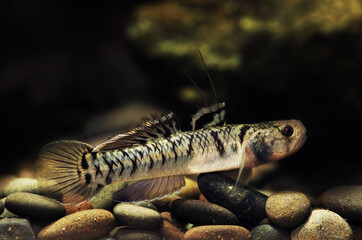 Yellowstripe goby (Mugilogobius chulae) in tropical aquarium