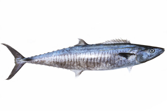 narrow-barred Spanish mackerel (Scomberomorus commerson) fresh market fish in white background