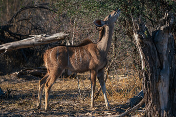Female kudu, an antelope browser eating leaves from a tree in Botswana