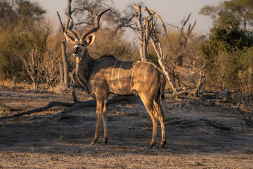 Male Kudu isolated with Botswana wilderness in the background seen on an African safari