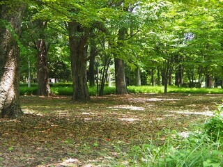北の丸公園の散歩道