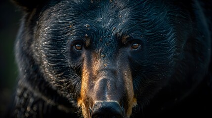 Black bear close-up in nature