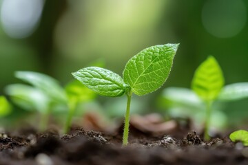 Naklejka premium Fresh green seedling emerging from rich soil, symbolizing growth, renewal, and nature's beauty in a vibrant ecosystem.
