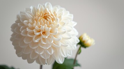 A highly realistic image of an object related to Chrysanthemum – Asian style in a white background design, displayed in a design studio. The scene is well-lit, with natural light highlighting 