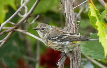 Yellow-rumped Warbler standing on a branch.