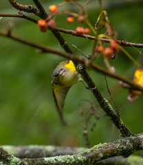 American Redstart bird in a tree with berries looking right at you.