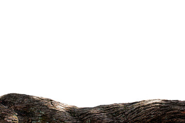 bark of tree with white background JPG © Natthawat