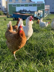 A close-up shot of a brown hen standing on a grassy field. The hen’s bright red comb and wattles...