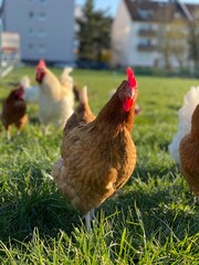 A close-up shot of a brown hen standing on a grassy field. The hen’s bright red comb and wattles stand out against its brown feathers, which glisten in the sunlight. The background is softly blurred, 