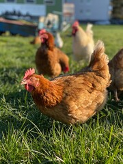 A close-up shot of a brown hen standing on a grassy field. The hen’s bright red comb and wattles stand out against its brown feathers, which glisten in the sunlight. The background is softly blurred, 