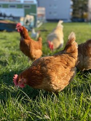 A close-up shot of a brown hen standing on a grassy field. The hen’s bright red comb and wattles stand out against its brown feathers, which glisten in the sunlight. The background is softly blurred, 
