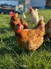 A close-up shot of a brown hen standing on a grassy field. The hen’s bright red comb and wattles stand out against its brown feathers, which glisten in the sunlight. The background is softly blurred, 