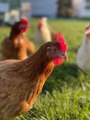 A close-up shot of a brown hen standing on a grassy field. The hen’s bright red comb and wattles stand out against its brown feathers, which glisten in the sunlight. The background is softly blurred, 