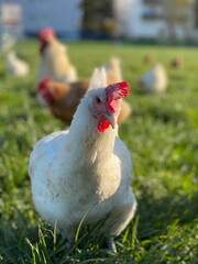 A close-up shot of a brown hen standing on a grassy field. The hen’s bright red comb and wattles stand out against its brown feathers, which glisten in the sunlight. The background is softly blurred, 